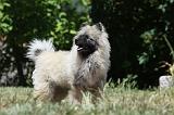 SPITZ LOUP 029